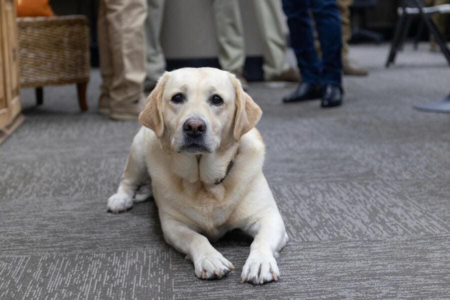 A dog lying on the floor
